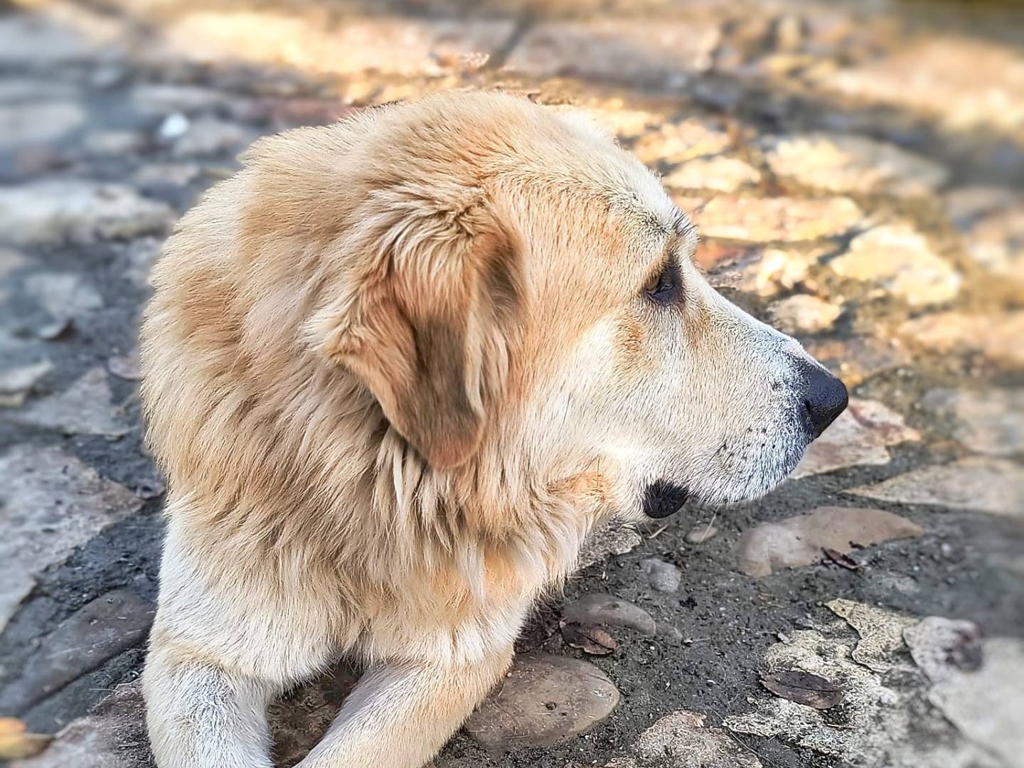 Adotta un cane, taglia gigante, maschio, Parma