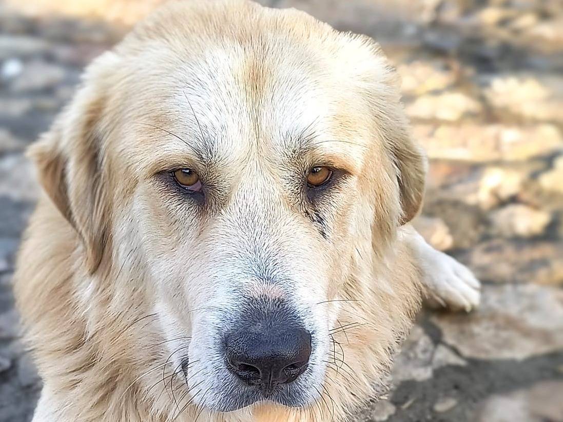 Vuoi adottare un cane a Parma?