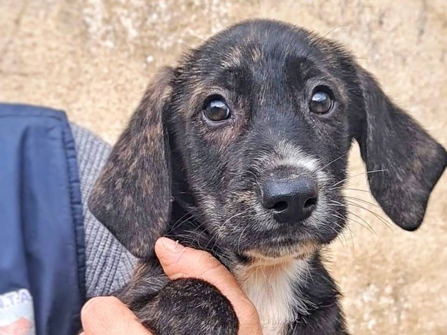 Adozione cane, maschio, meticcio, 2 anni e 1 mese, taglia media contenuta, Crotone