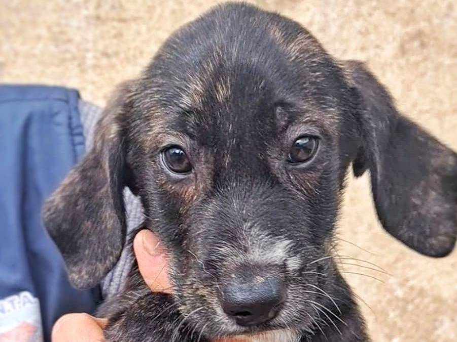 Adotta un cane, maschio, 2 anni e 1 mese, Crotone