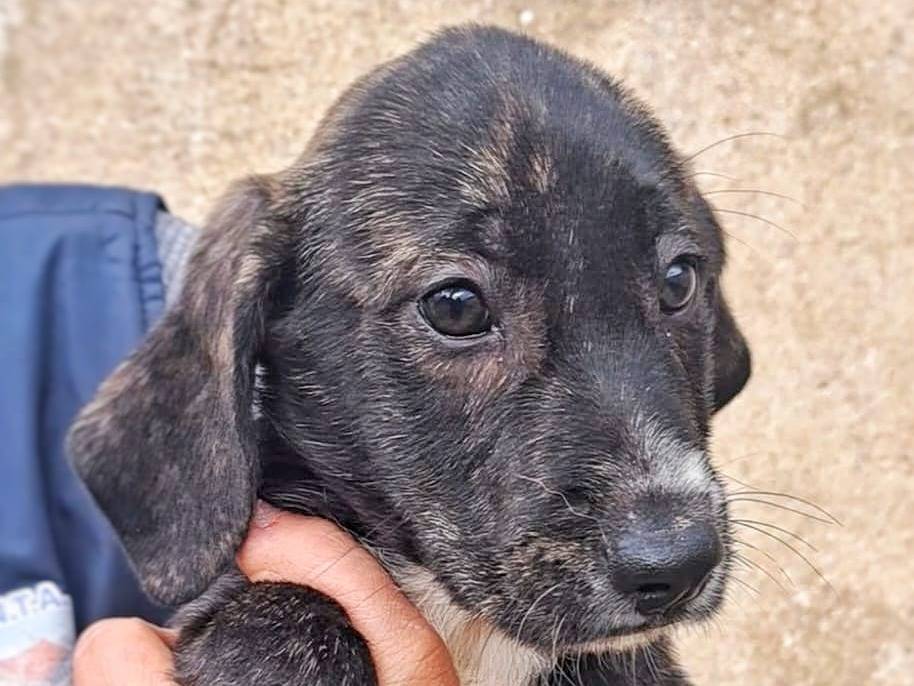 Adotta un cane, taglia media contenuta, maschio, Crotone