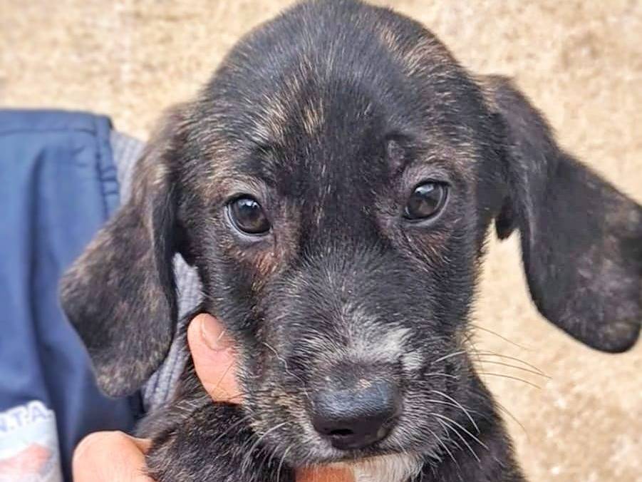 Vuoi adottare un cane a Crotone?