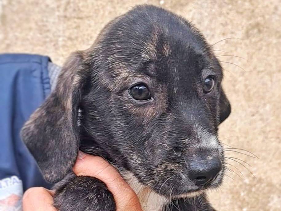 Adotta il cane Joy a Crotone