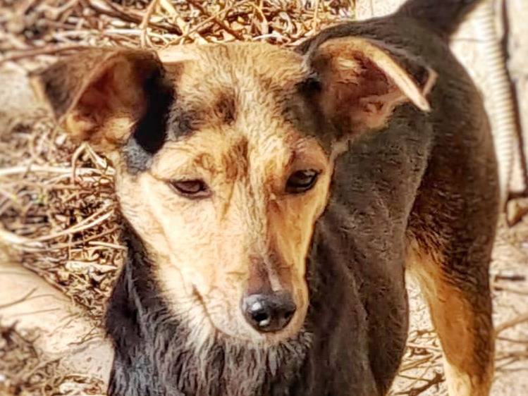Adozione cane, femmina, meticcio, 3 anni e 5 mesi, taglia piccola, Crotone