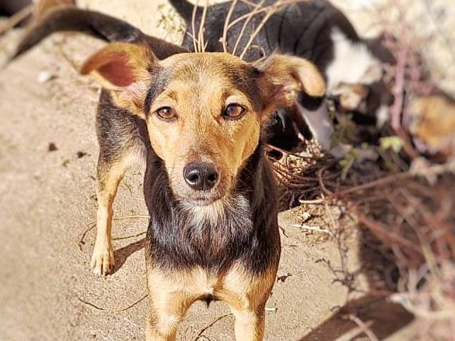Adotta un cane, femmina, 3 anni e 5 mesi, Crotone