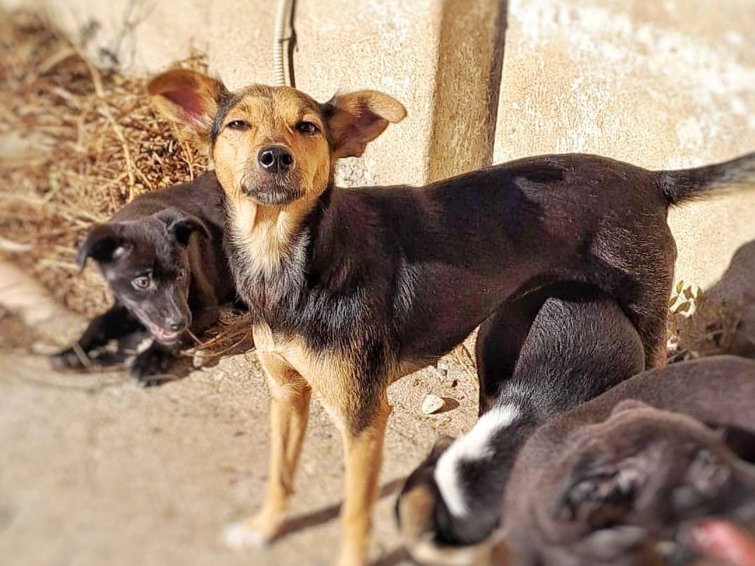 Vuoi adottare un cane a Crotone?