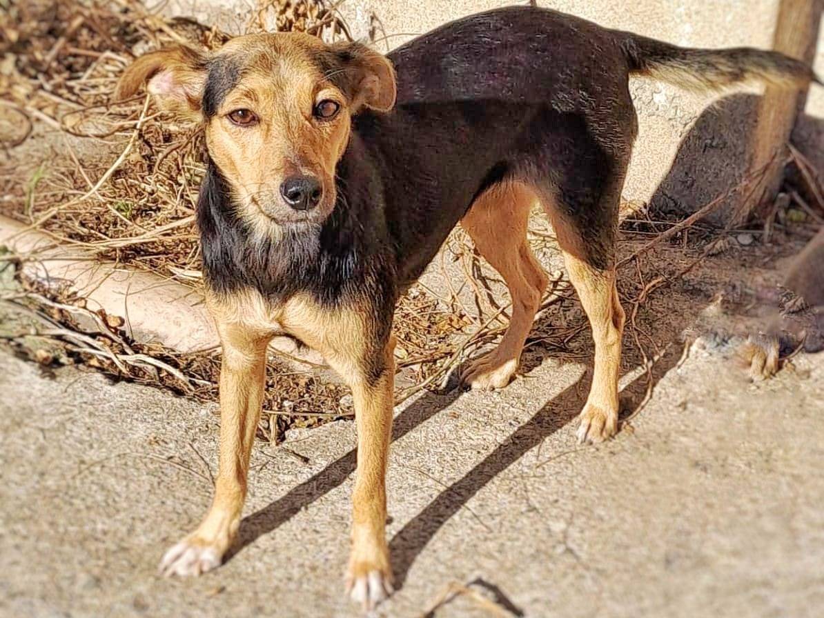 Adotta il cane Susy a Crotone