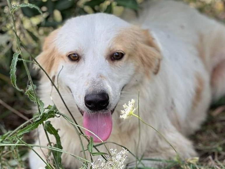 Adotta un cane, femmina, 3 anni e 6 mesi, Pavia