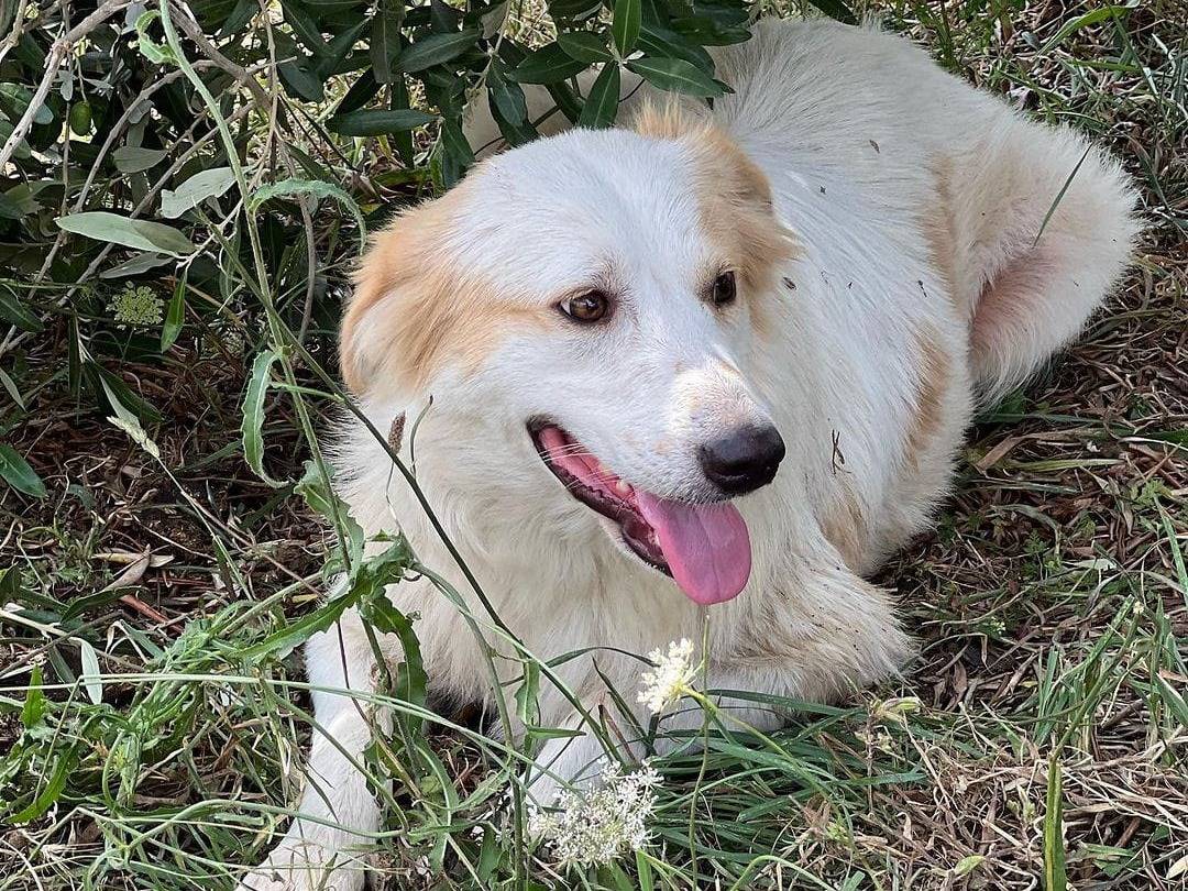 Adotta un cane, taglia media, femmina, Pavia