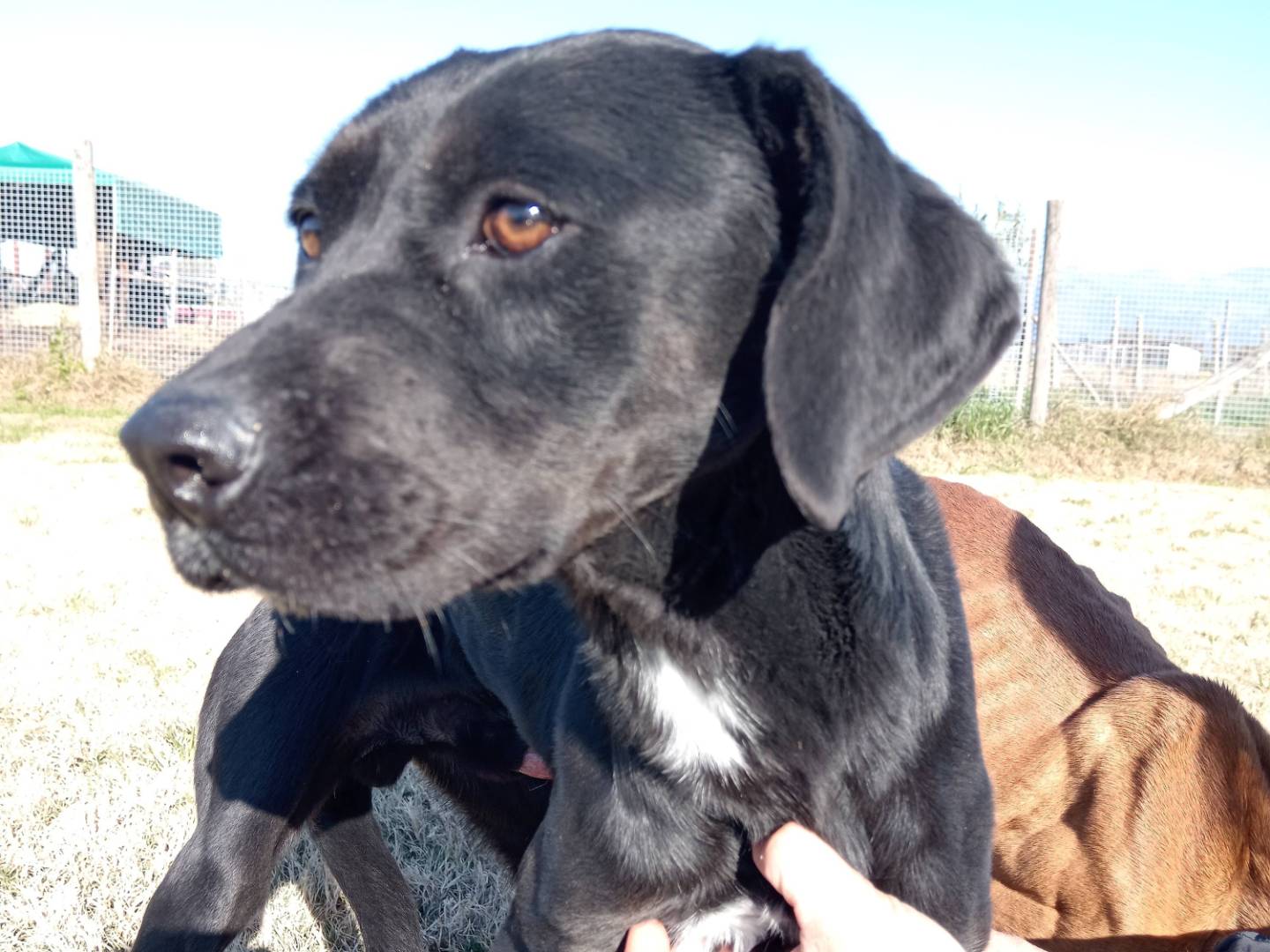 Adozione cane, maschio, meticcio, 2 anni e 8 mesi, taglia media, Latina