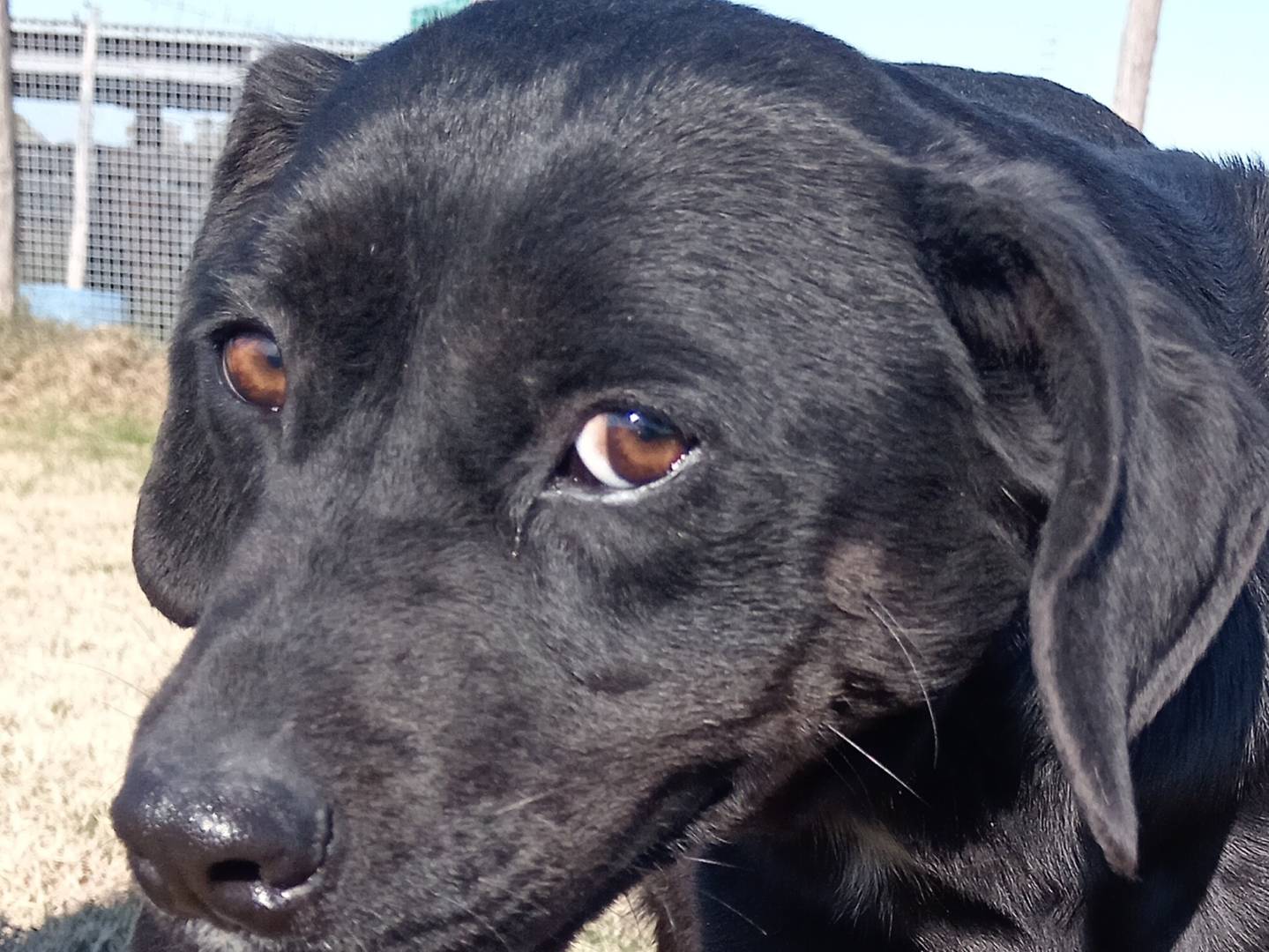 Adotta un cane, maschio, 2 anni e 8 mesi, Latina