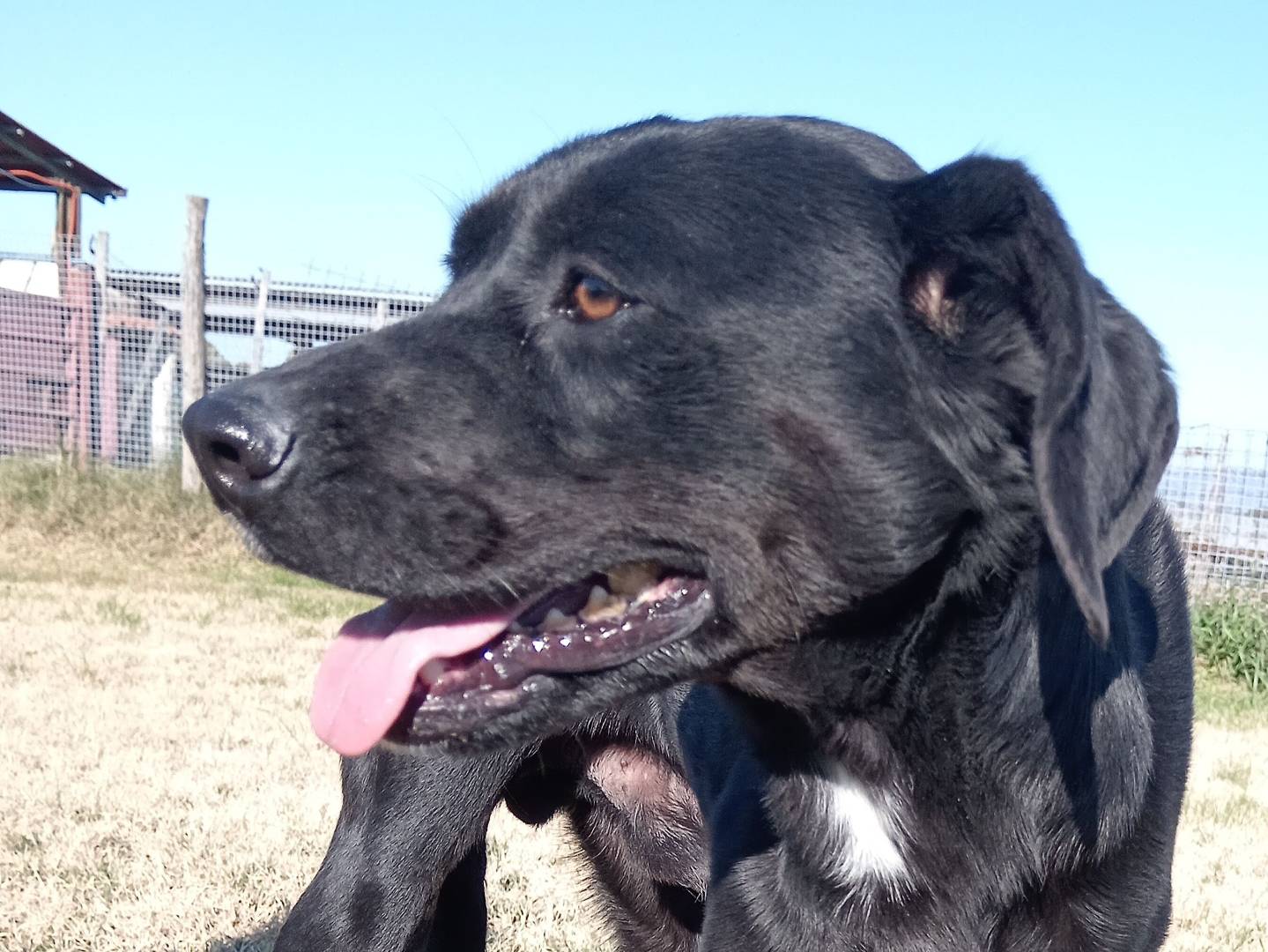 Adotta un cane, taglia media, maschio, Latina