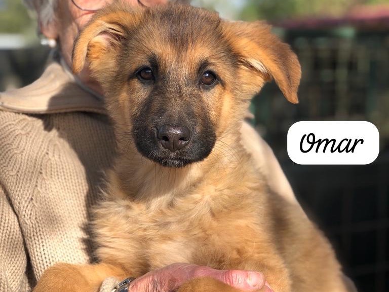 Adozione cane, maschio, Pastore tedesco Cane lupo Cecoslovacco, 3 anni, taglia grande, Siracusa