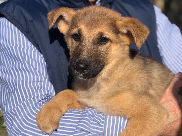 Adotta un cane, maschio, 3 anni, Siracusa