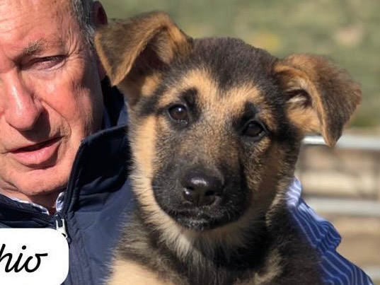 Adotta un cane, taglia grande, maschio, Siracusa