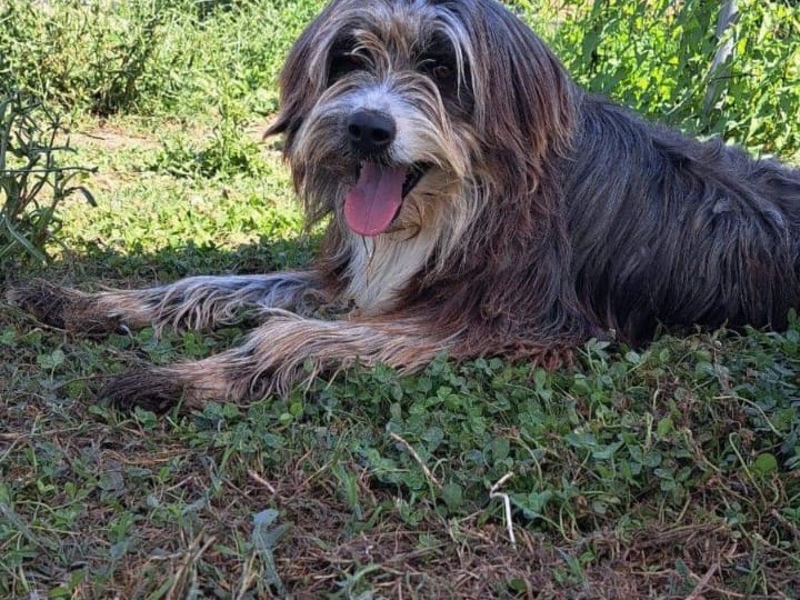 Foto dell'animale