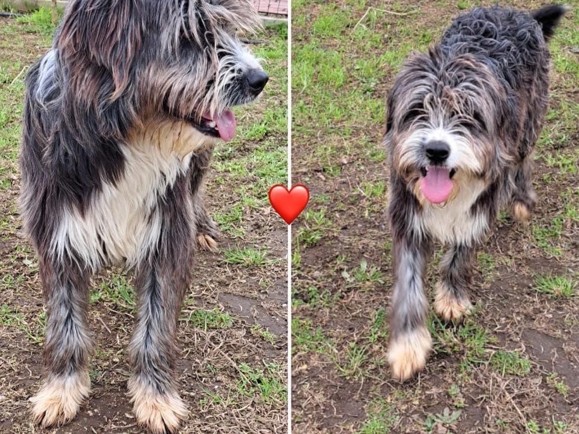 Adotta un cane, maschio, 2 anni , Napoli