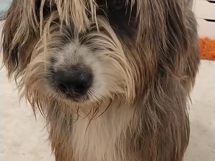 Adotta un cane, taglia media, maschio, Napoli