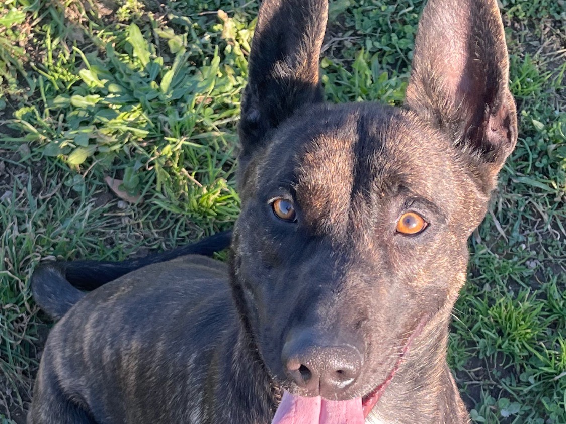 Adotta un cane, maschio, 4 anni  e 1 mese, Napoli