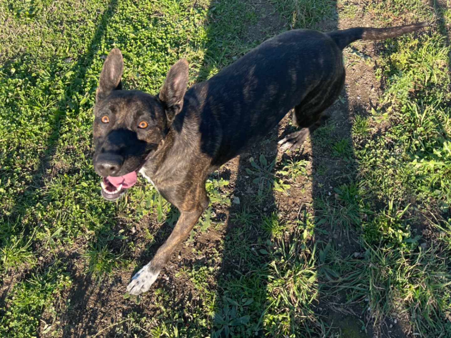 Adotta un cane, taglia grande, maschio, Napoli