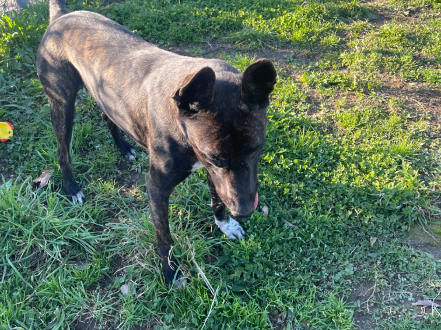 Vuoi adottare un cane a Napoli?