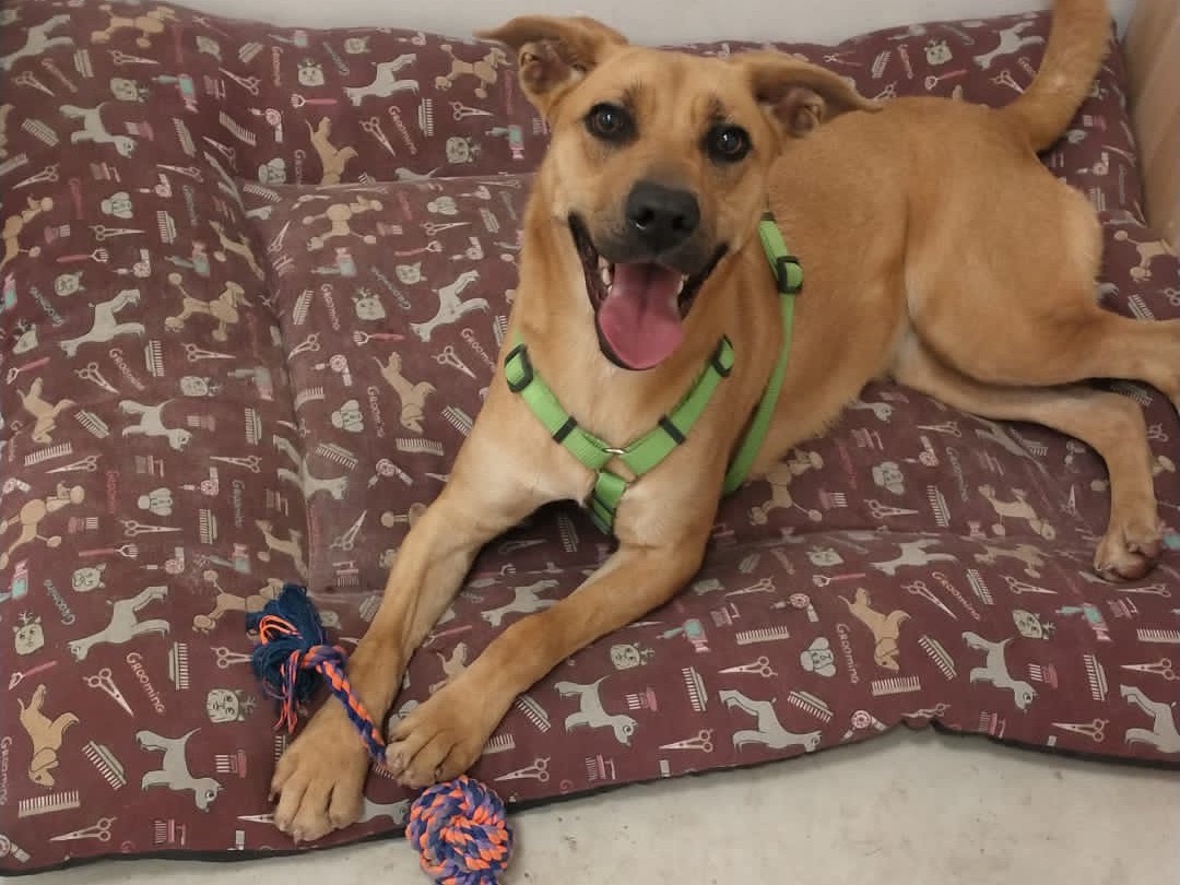 Adotta un cane, taglia media contenuta, femmina, Napoli