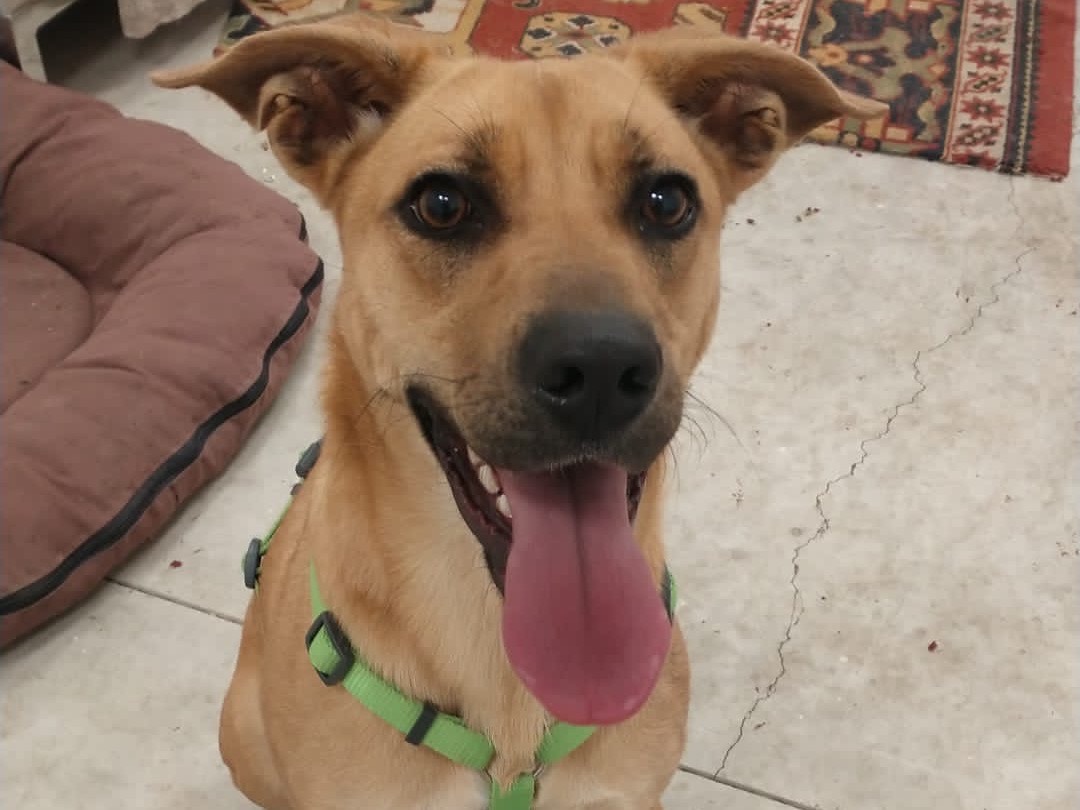 Vuoi adottare un cane a Napoli?