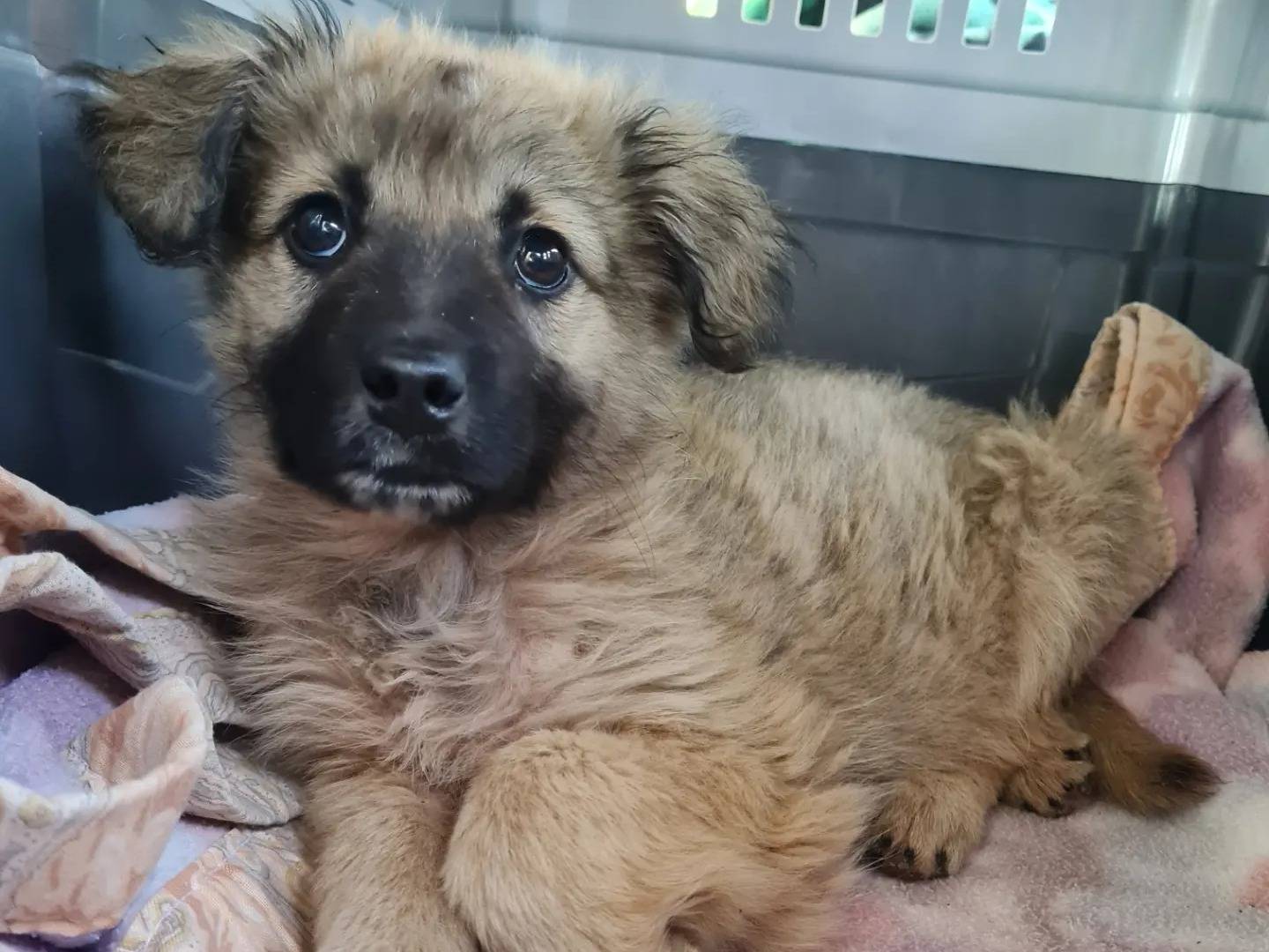 Adozione cane, maschio, meticcio, 2 anni, taglia media, Napoli