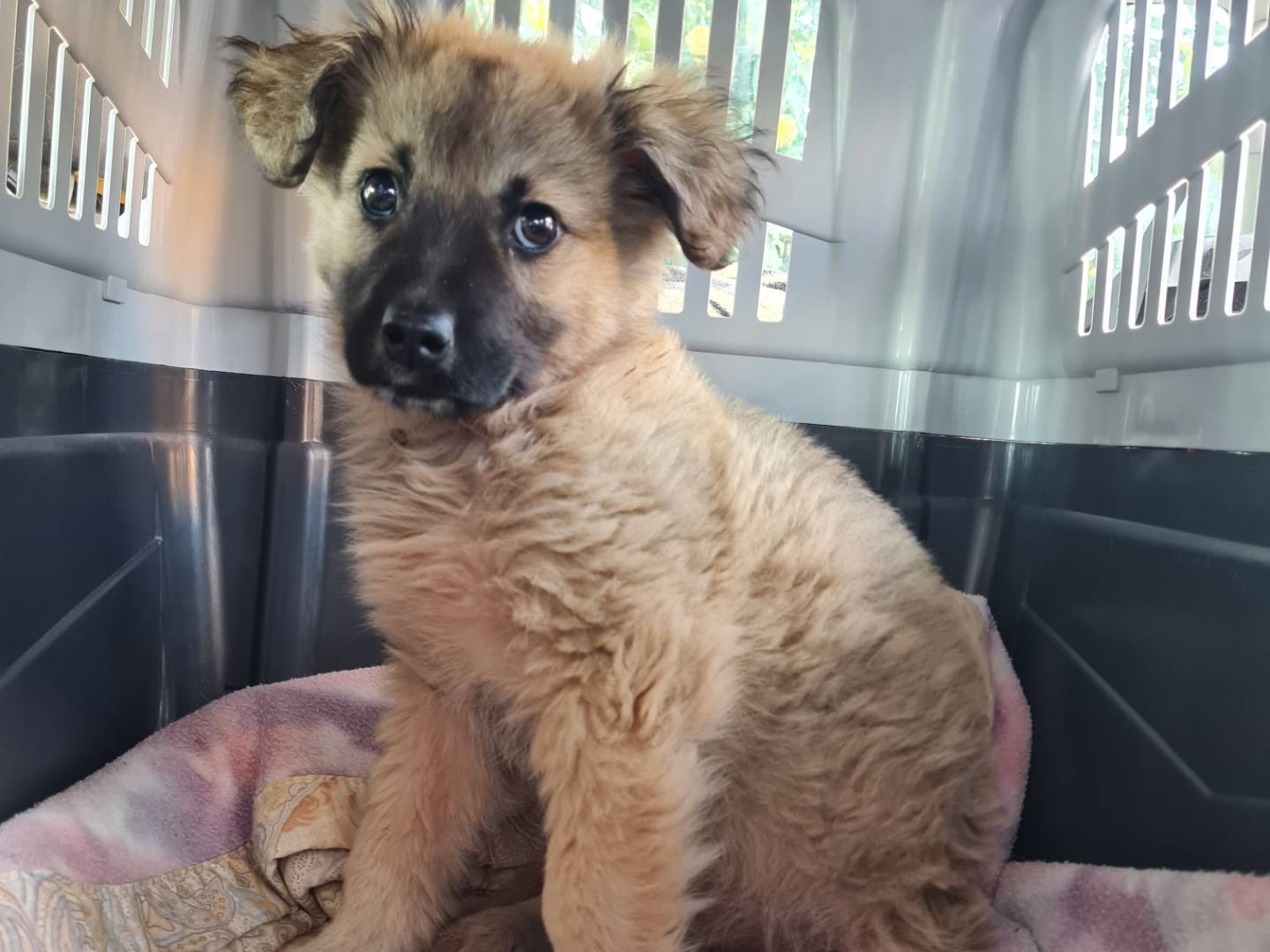 Adotta un cane, maschio, 2 anni, Napoli