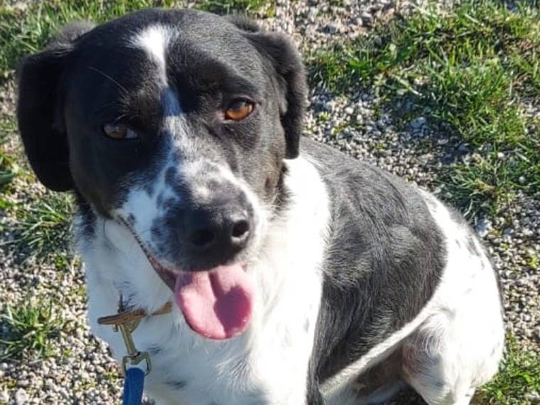 Adozione cane, maschio, meticcio, 4 anni, taglia media, Napoli