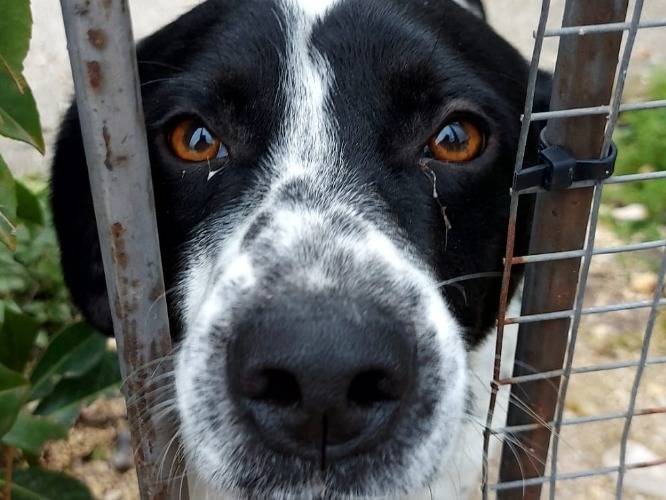 Adotta un cane, maschio, 4 anni, Napoli