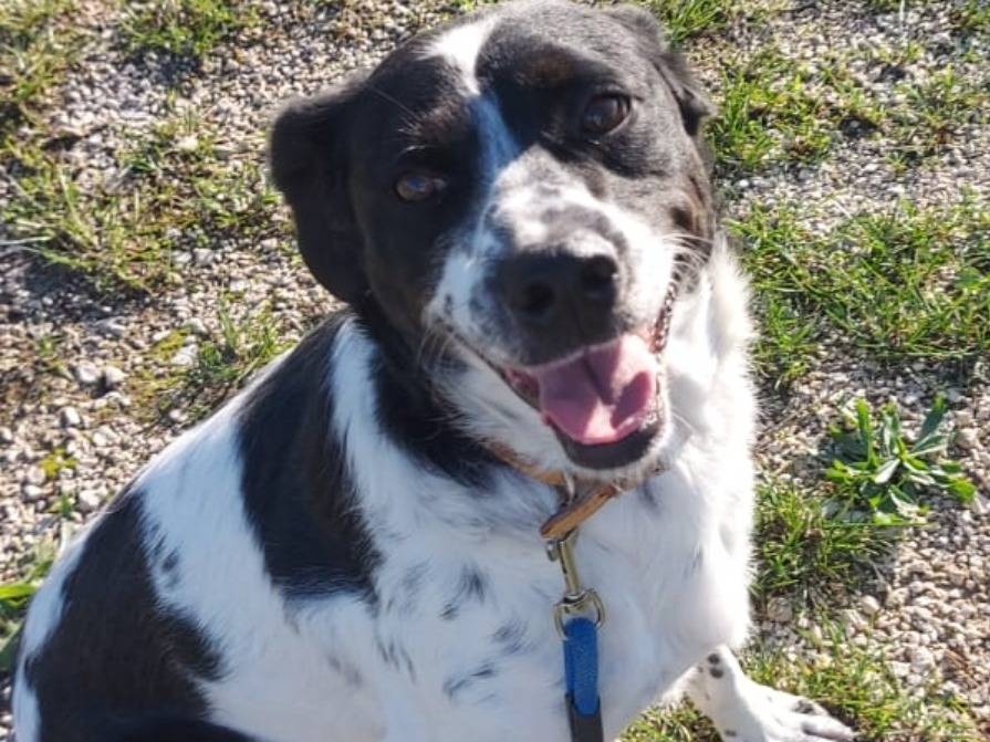 Adotta un cane, taglia media, maschio, Napoli
