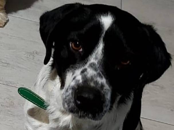 Vuoi adottare un cane a Napoli?