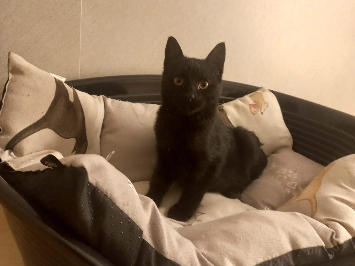 Adozione gatto, femmina, meticcio, 2 anni e 6 mesi, taglia non valida, Chieti