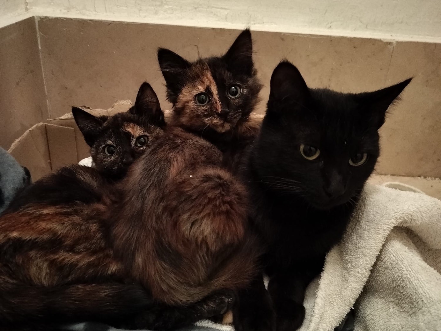 Adotta un gatto, femmina, 1 anno e 9 mesi , Chieti