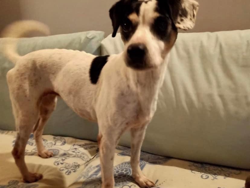 Adozione cane, femmina, meticcio, 8 anni e 9 mesi, taglia piccola, Milano