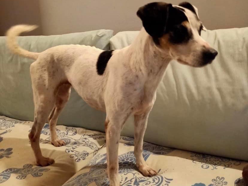 Adotta un cane, femmina, 8 anni e 9 mesi, Milano