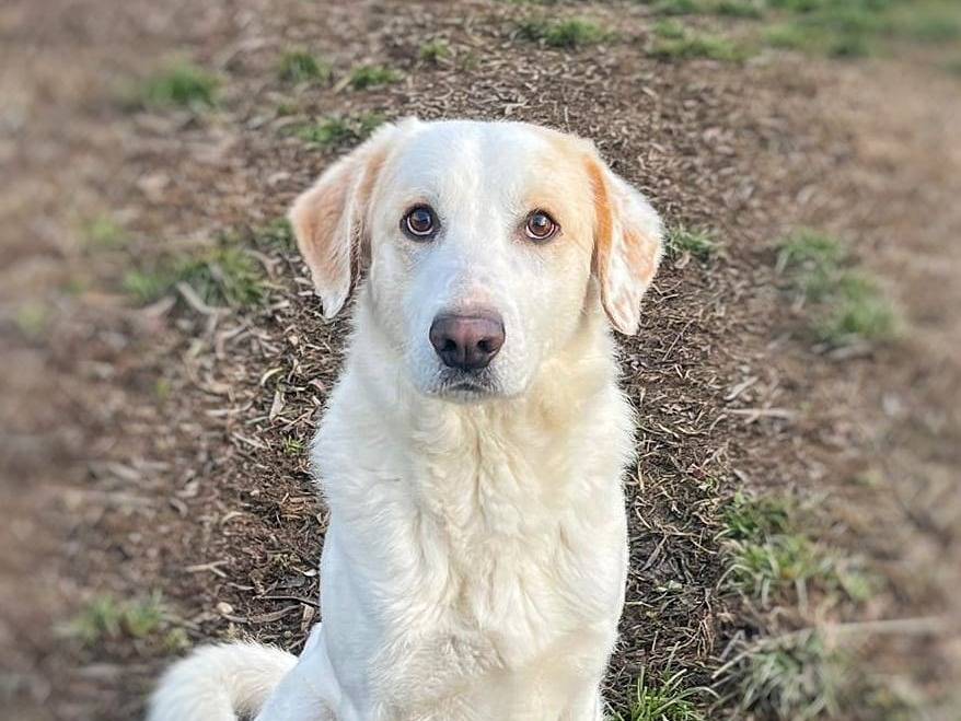 Adozione cane, maschio, meticcio, 4 anni e 11 mesi, taglia media, Pavia