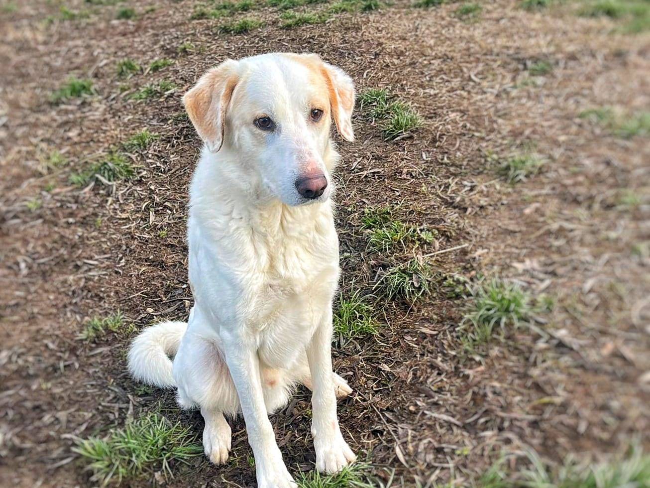 Vuoi adottare un cane a Pavia?