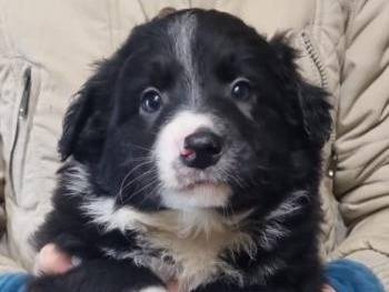 Adozione cane, maschio, Border Collie, 2 anni e 3 mesi, taglia piccola, Piacenza