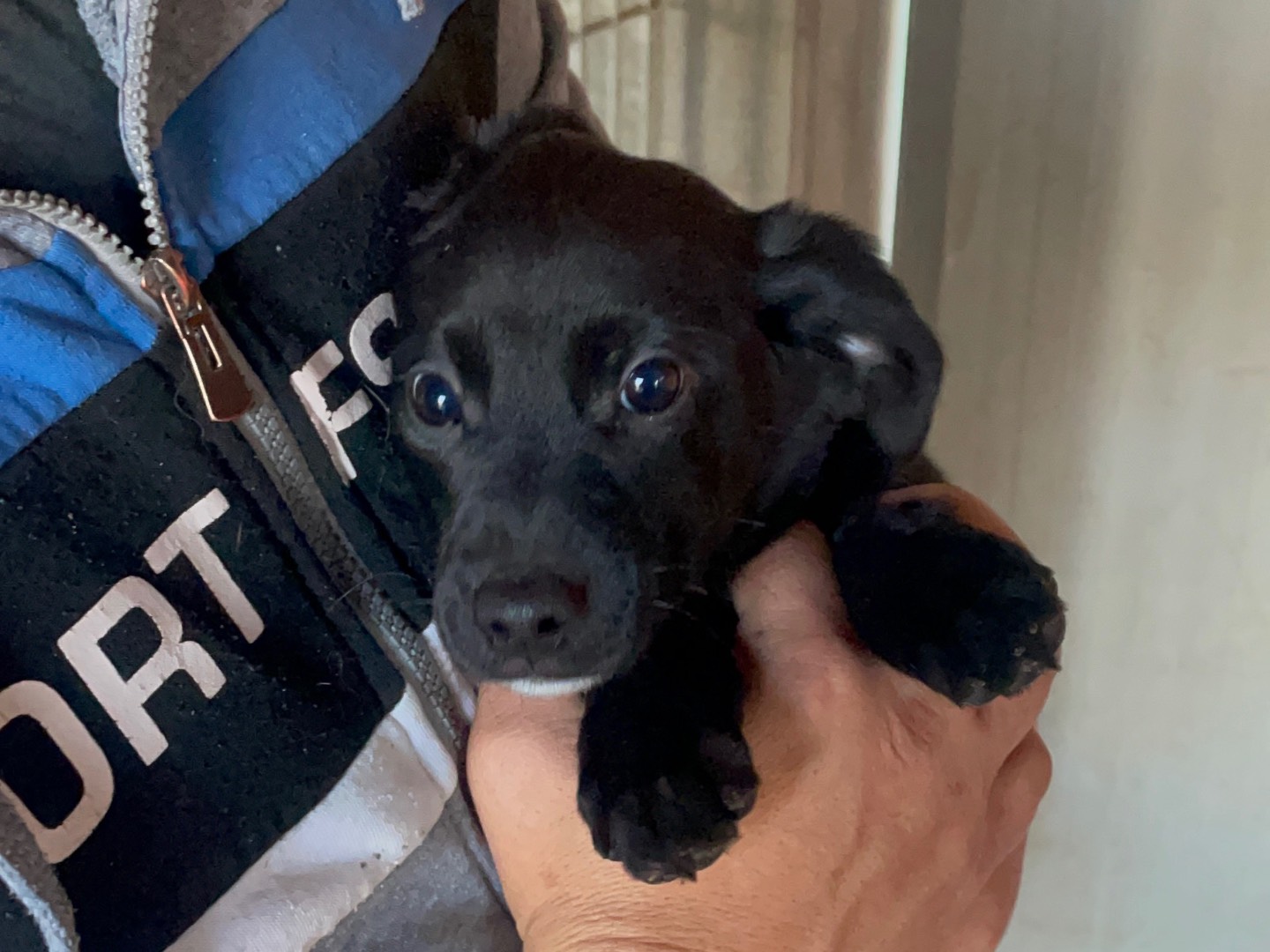 Adozione cane, femmina, meticcio, 2 anni e 7 mesi, taglia media contenuta, Verona