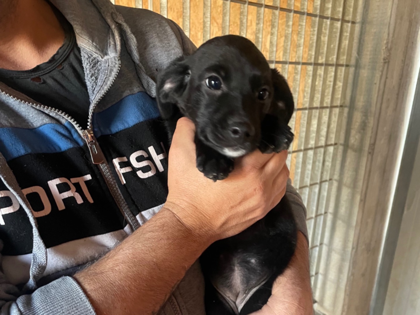 Adotta un cane, femmina, 2 anni e 7 mesi, Verona