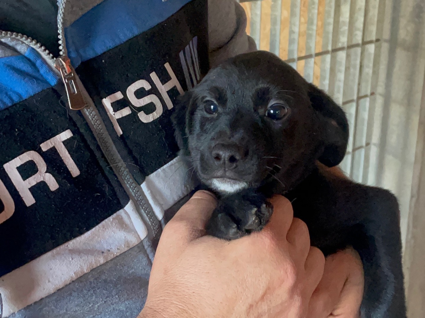 Adotta un cane, taglia media contenuta, femmina, Verona