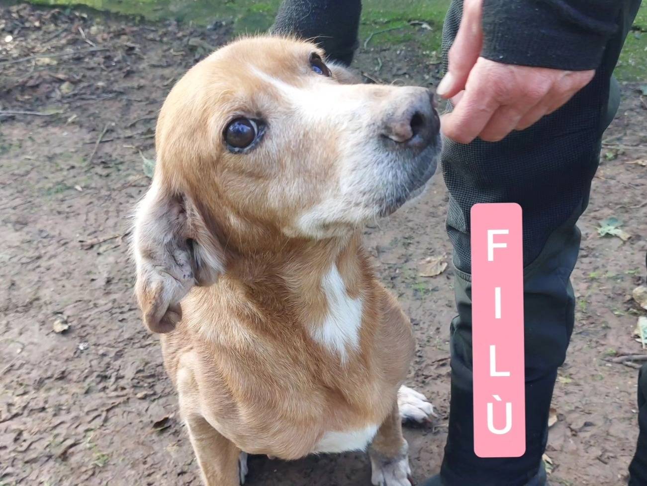 Adozione cane, femmina, meticcio, 9 anni  e 8 mesi , taglia media, Viterbo