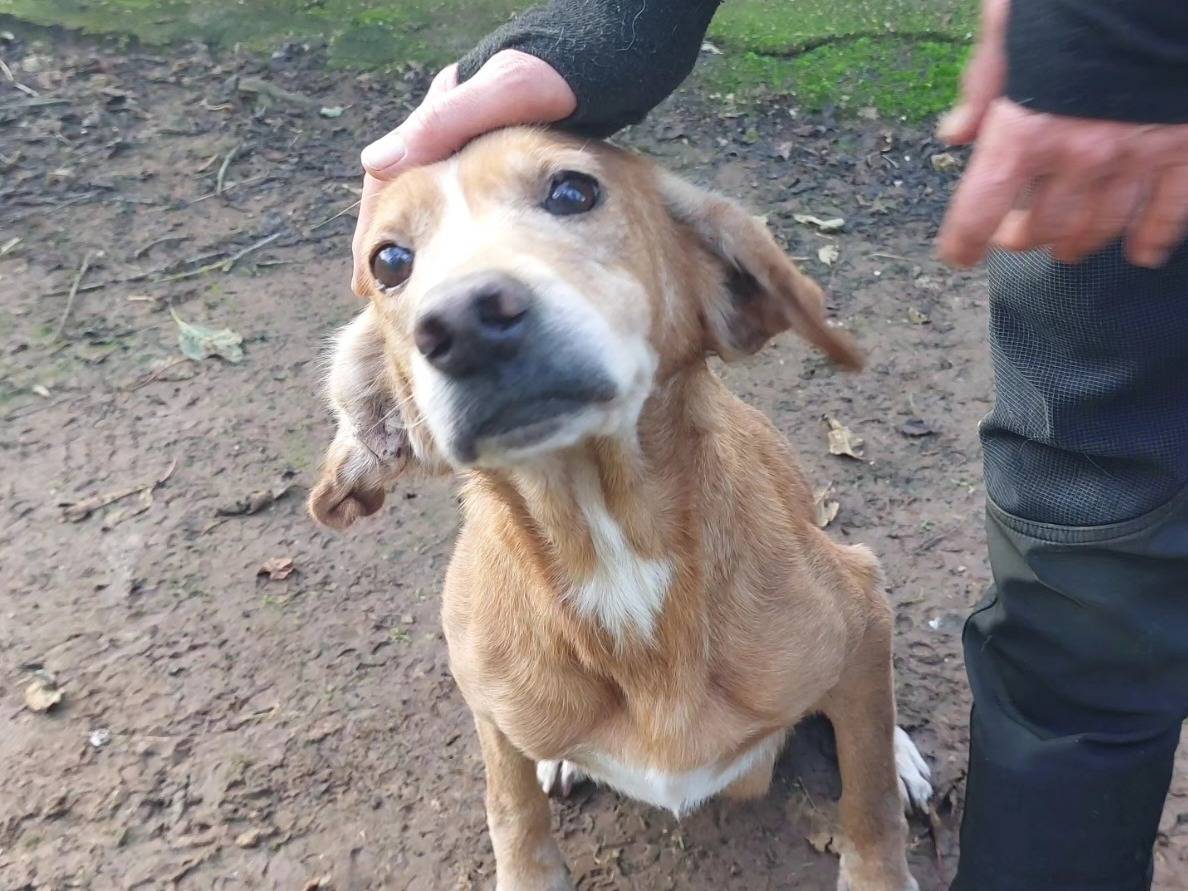 Adotta un cane, femmina, 9 anni  e 11 mesi , Viterbo
