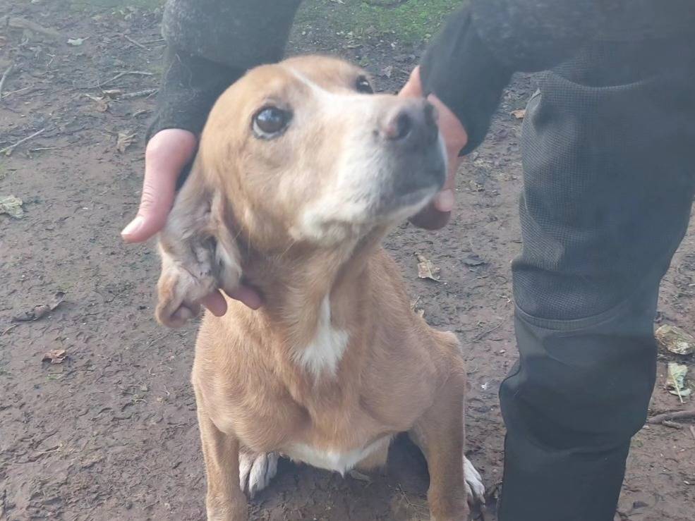 Adotta un cane, taglia media, femmina, Viterbo