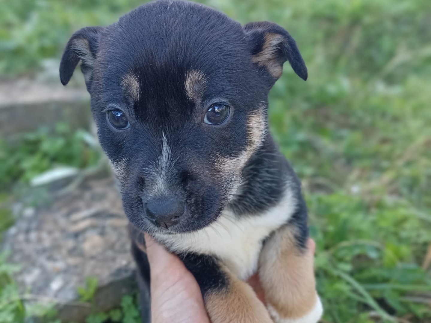 Adozione cane, femmina, Siberian Husky, 2 anni e 10 mesi, taglia media, Siracusa