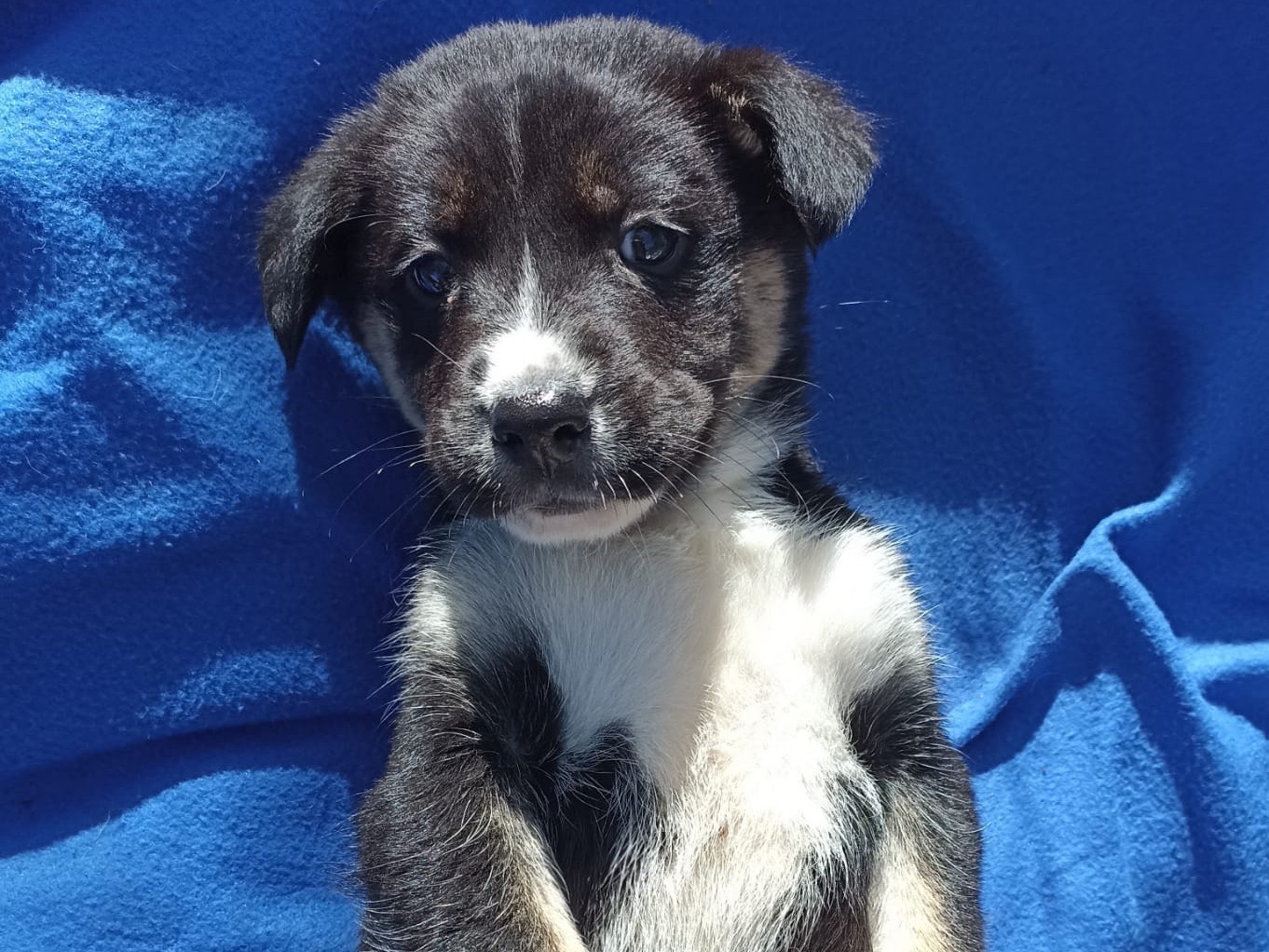 Adotta un cane, femmina, 2 anni e 10 mesi, Siracusa