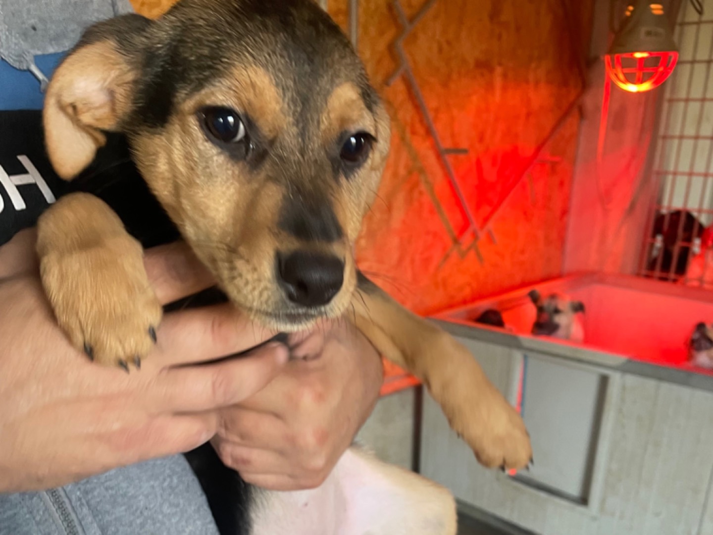Adotta un cane, femmina, 1 anno e 8 mesi , Genova