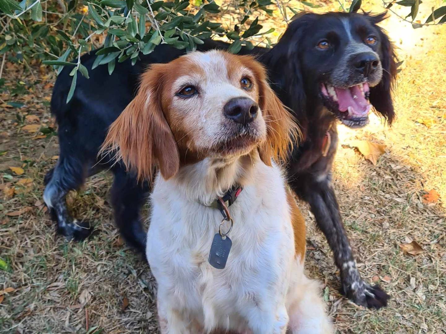 Foto dell'animale